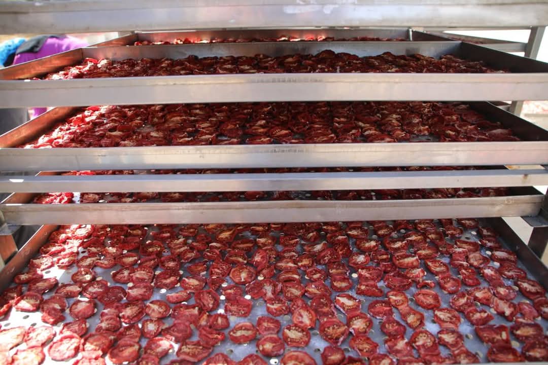 تجفيف الطماطم بدون كيماويات بالوادى الجديد