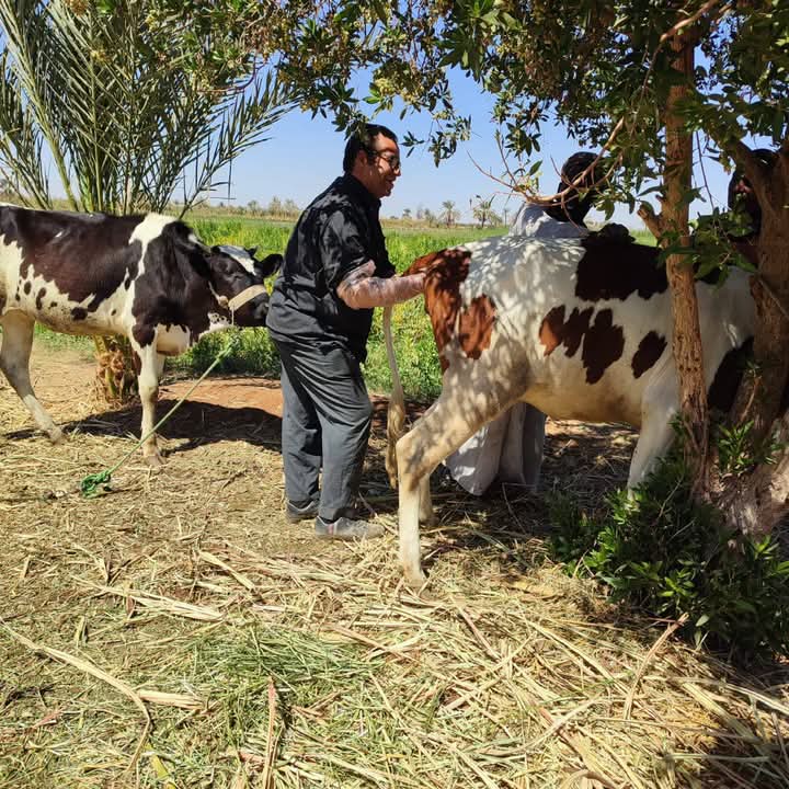 جث رؤوس الماشية الخاصة بالأهالي جث رؤوس الماشية الخاصة بالأهالي