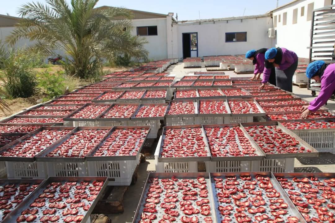 داخل مجمع تمور الوادى الجديد 