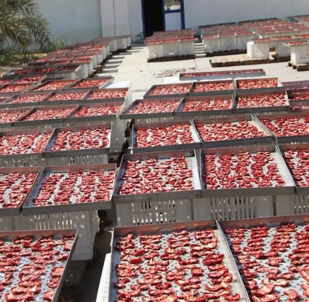 تنفيذ المشروع فى فترة توقف مجمع التمور الحكومى