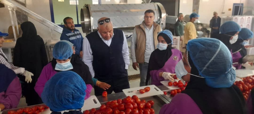 تجفيف الطماطم وتصديرها بالوادى الجديد 