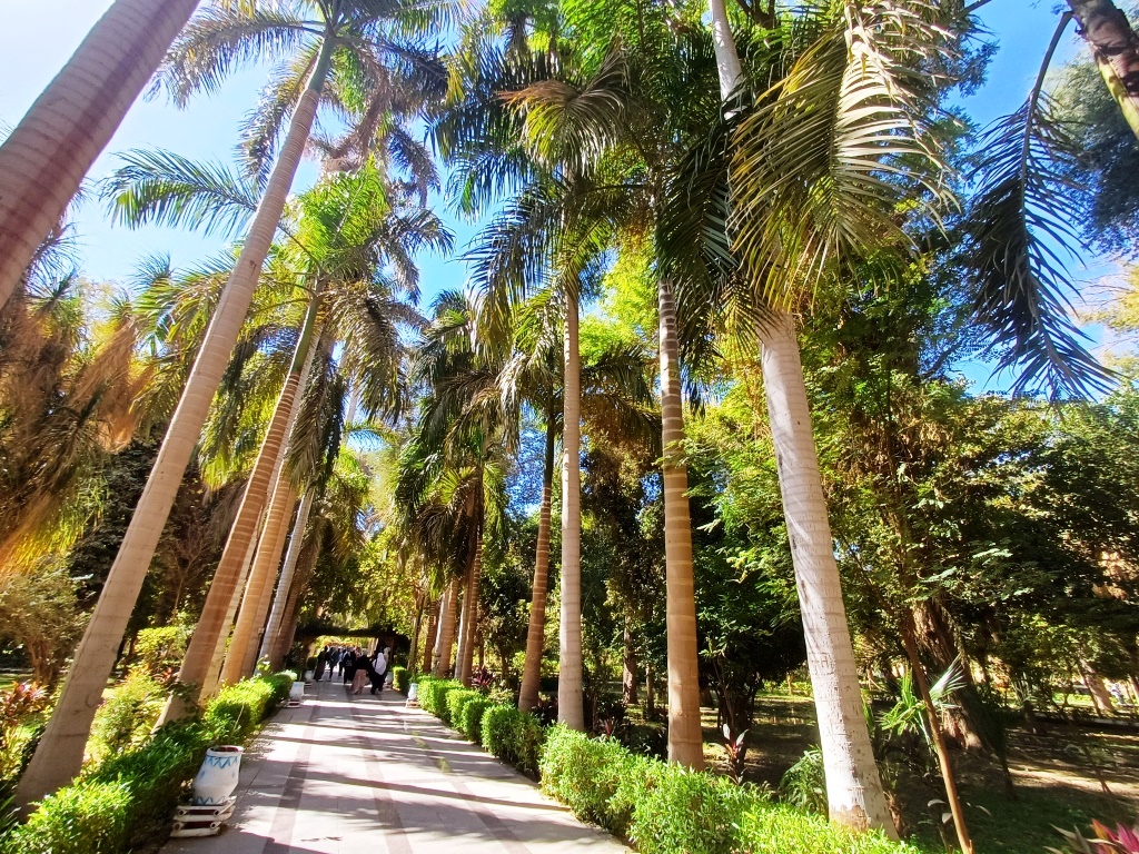 النخيل الملوكى داخل الحديقة النباتية
