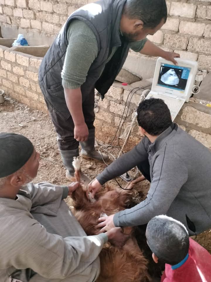 داخل حظائر المزارعين والمربين داخل حظائر المزارعين والمربين