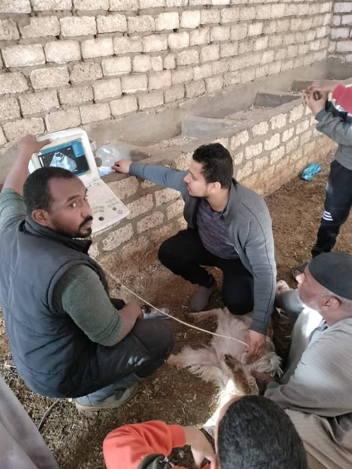 فحص بالسونار للثروة الحيوانية فحص بالسونار للثروة الحيوانية