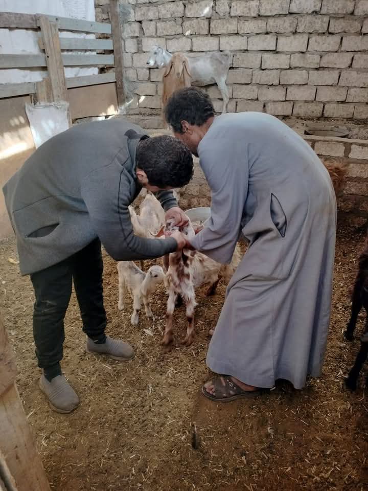 فحص الاغنام والماعز فحص الاغنام والماعز