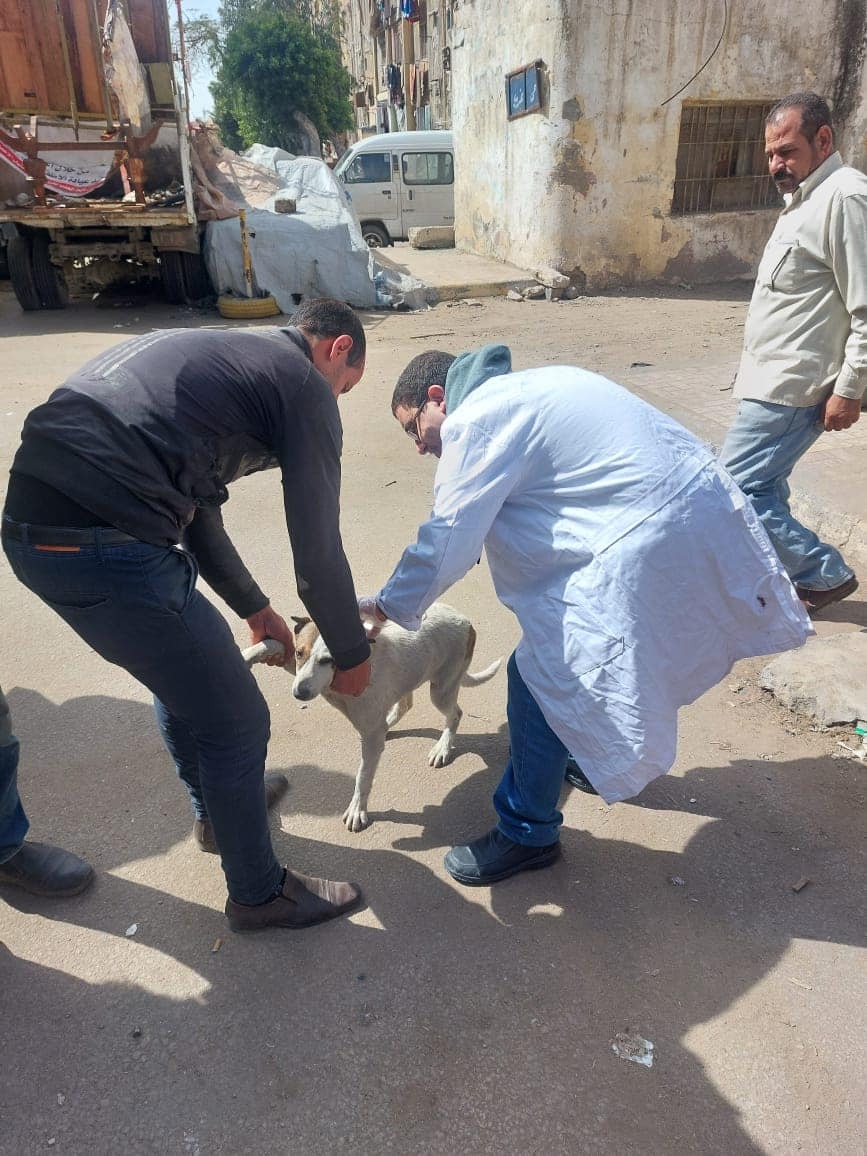 حملة الطب البيطري لتطعيم الكلاب في الإسكندرية حملة الطب البيطري لتطعيم الكلاب في الإسكندرية
