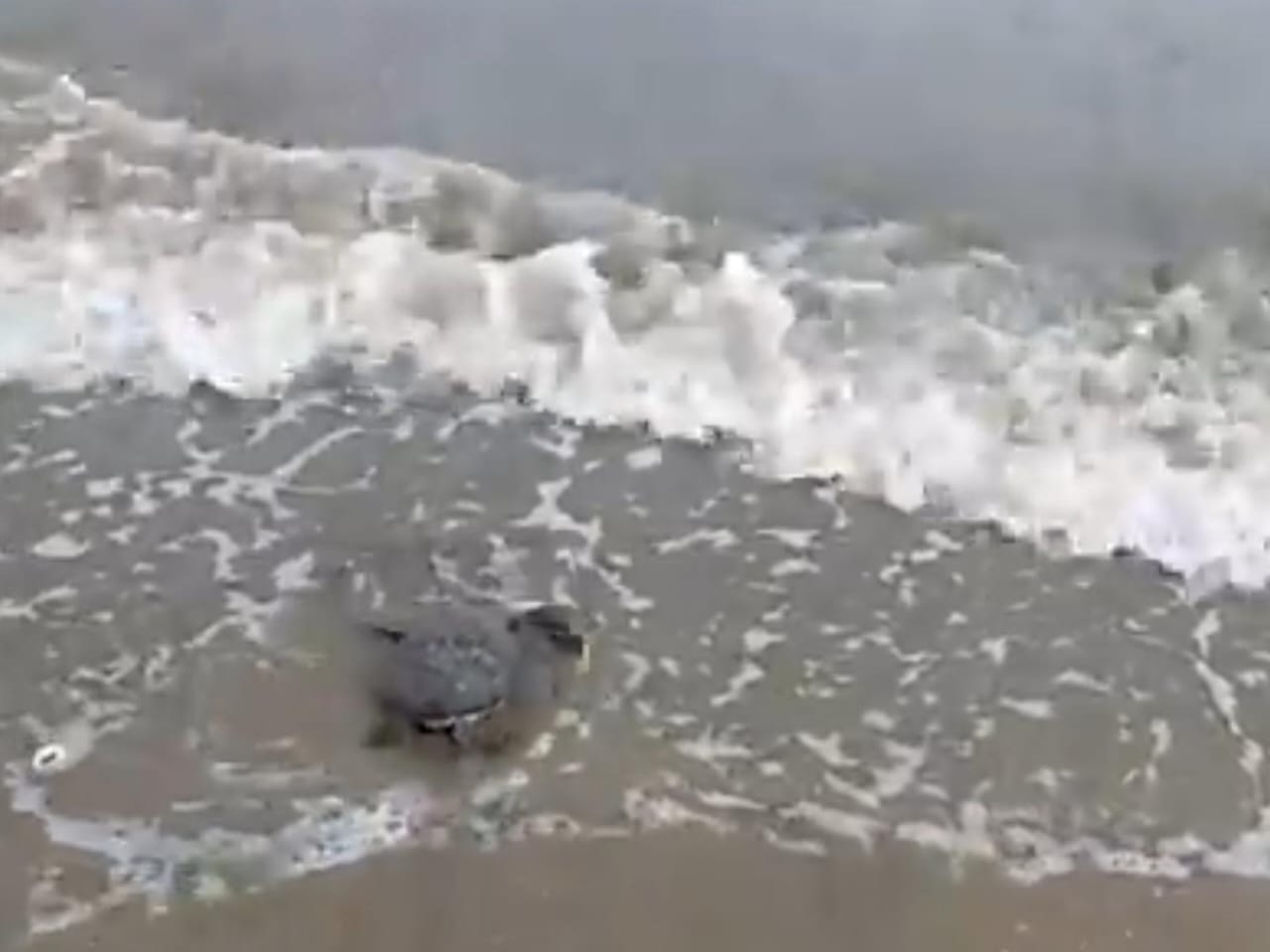 تعويم السلحفاه