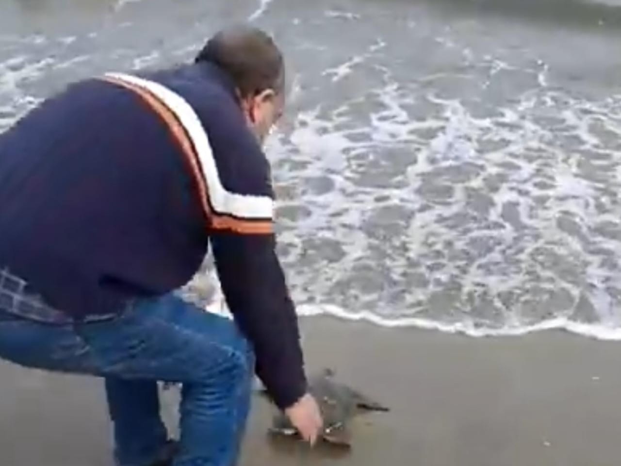 جانب من تعويم السلحفاه