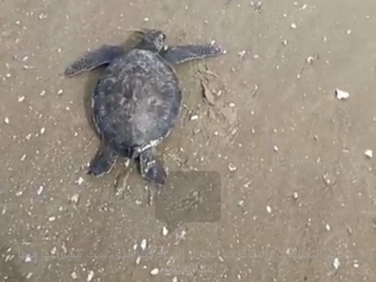 السلحفاه عز