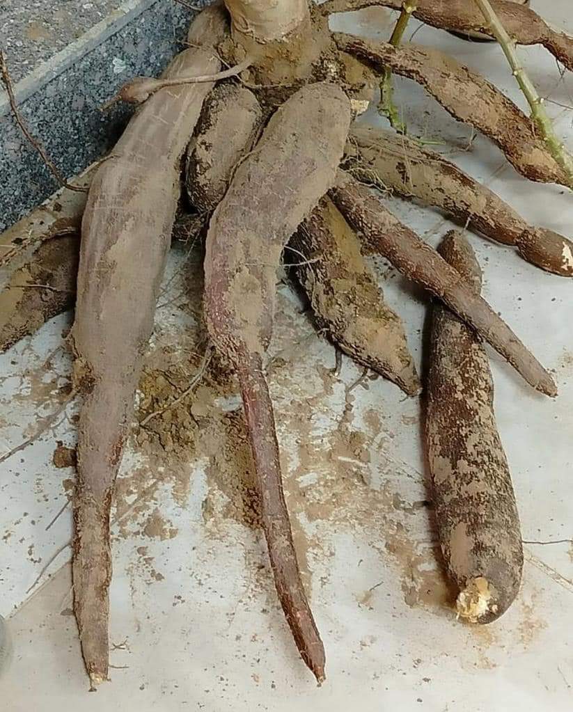 نبات الكاسافا  (1)