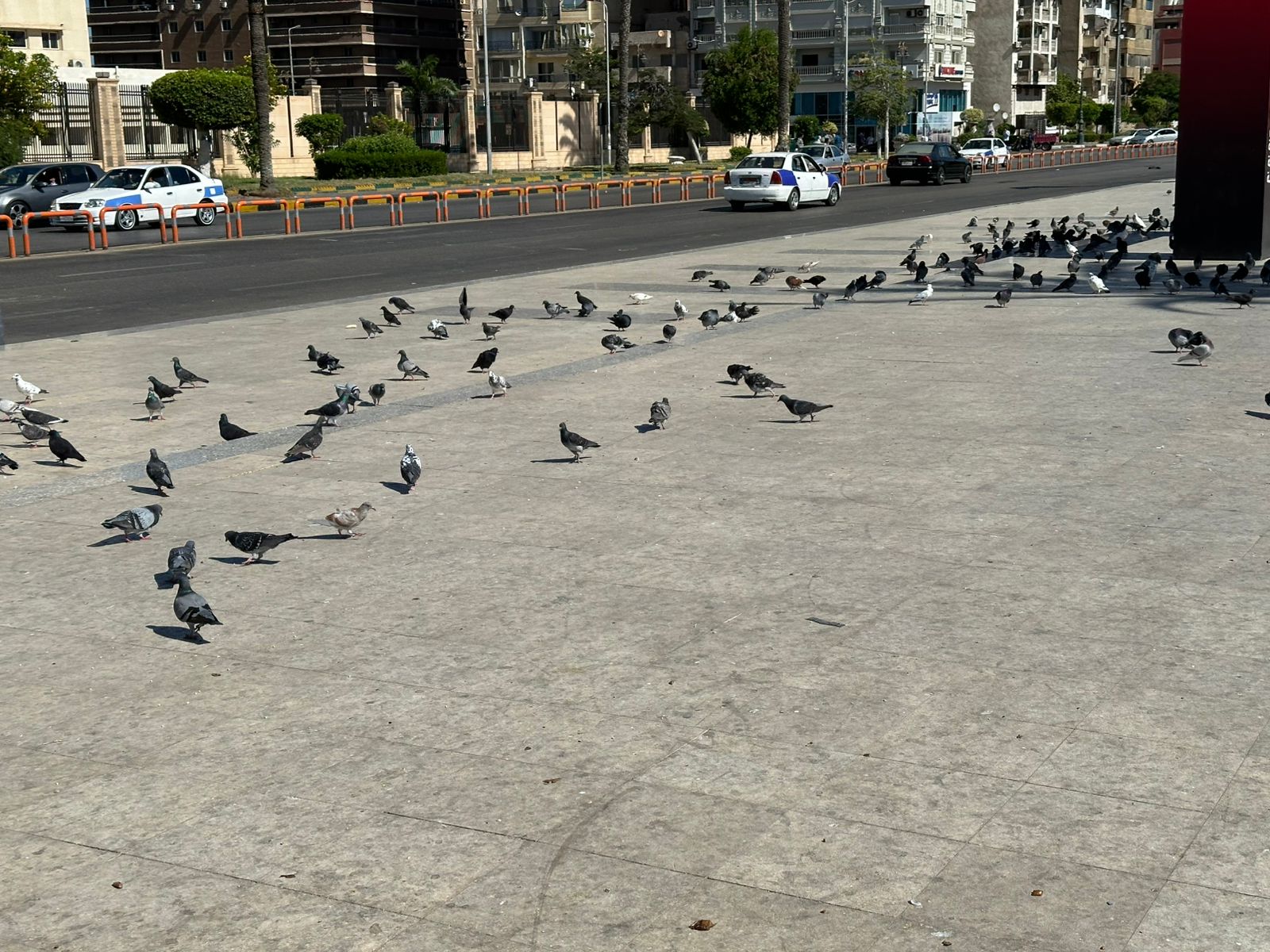 الحمام في المسله