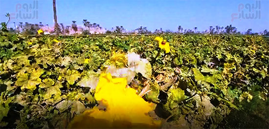 جانب-من-الزراعة جانب-من-الزراعة