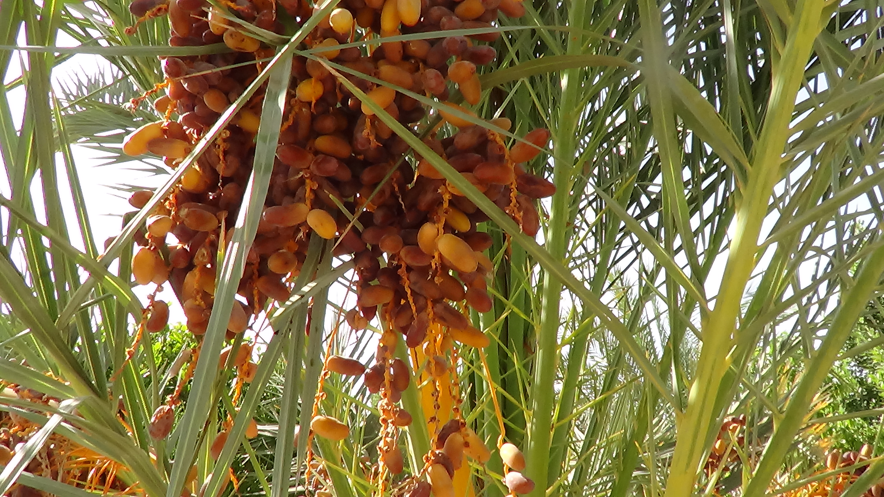 سيوة واحة  الخيرات بها  أجود أنواع التمور  (1)