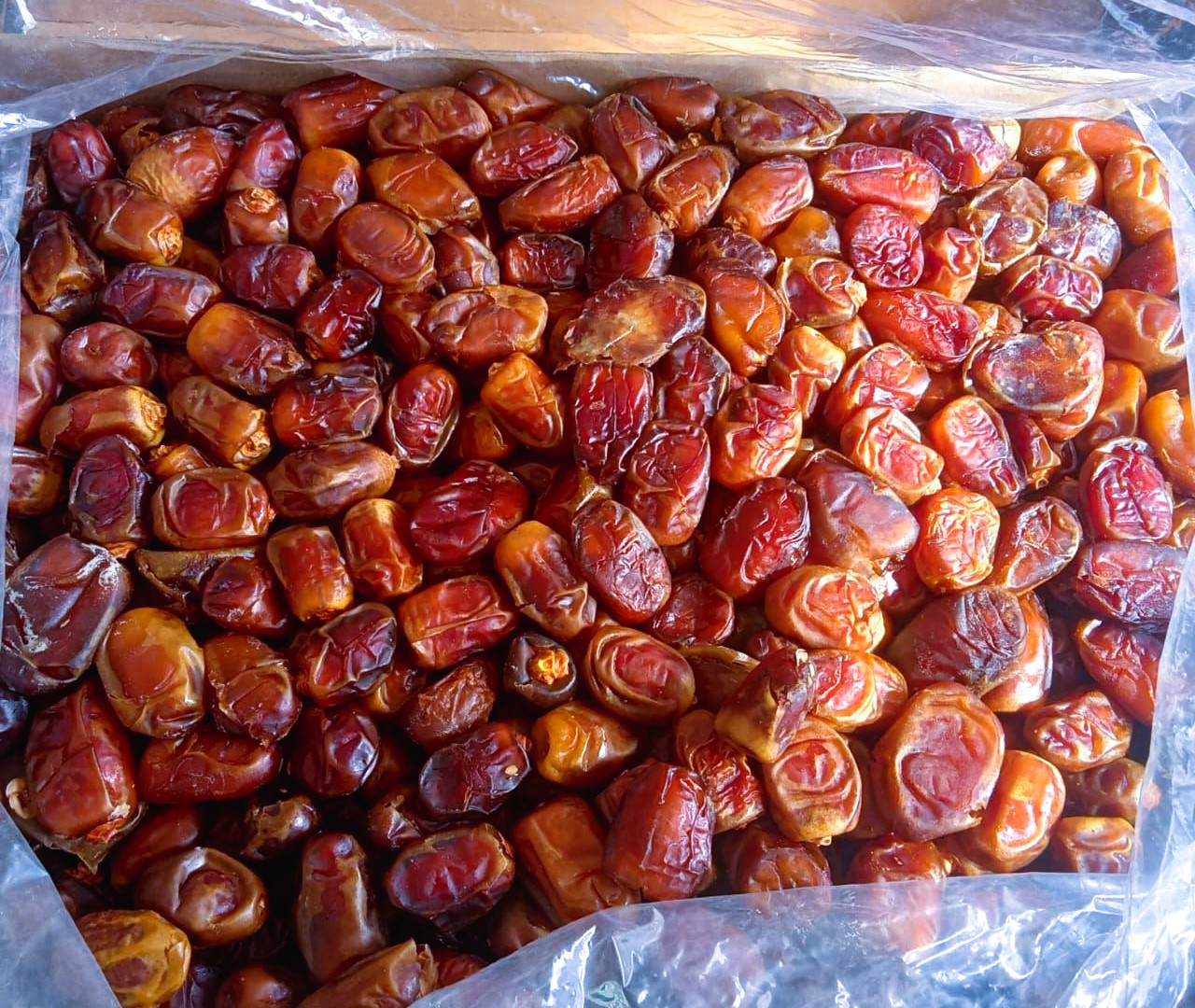 بلح سيوة المميز بمحلات واسواق مطروح بلح سيوة المميز بمحلات واسواق مطروح
