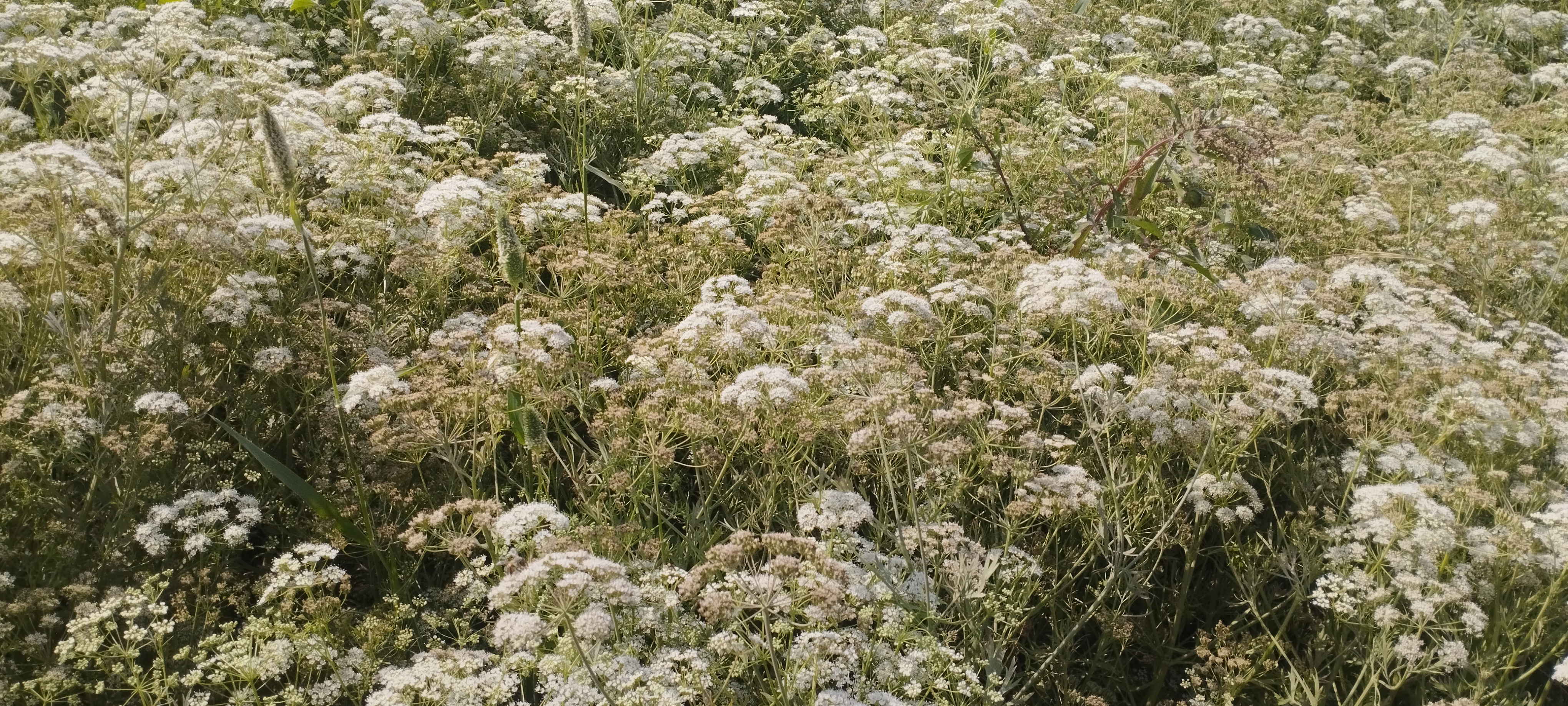 IMG_٢٠٢٥٠٣٠٧_١٠٠١٤٢