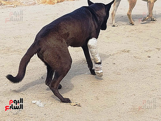 طبيبه-مجهوله-قامت-بعلاجه طبيبه-مجهوله-قامت-بعلاجه