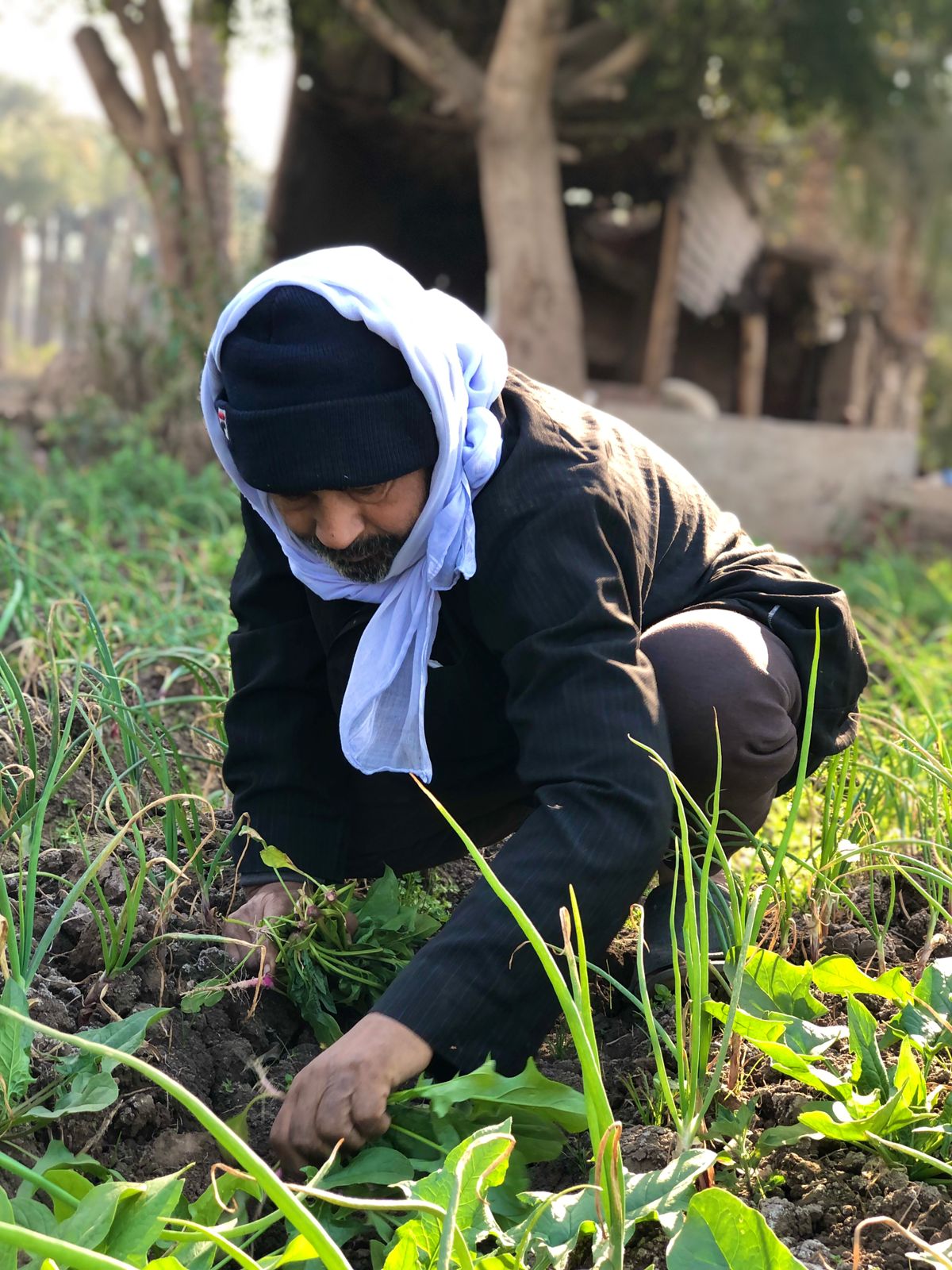 حصاد الأرض بالشقرف