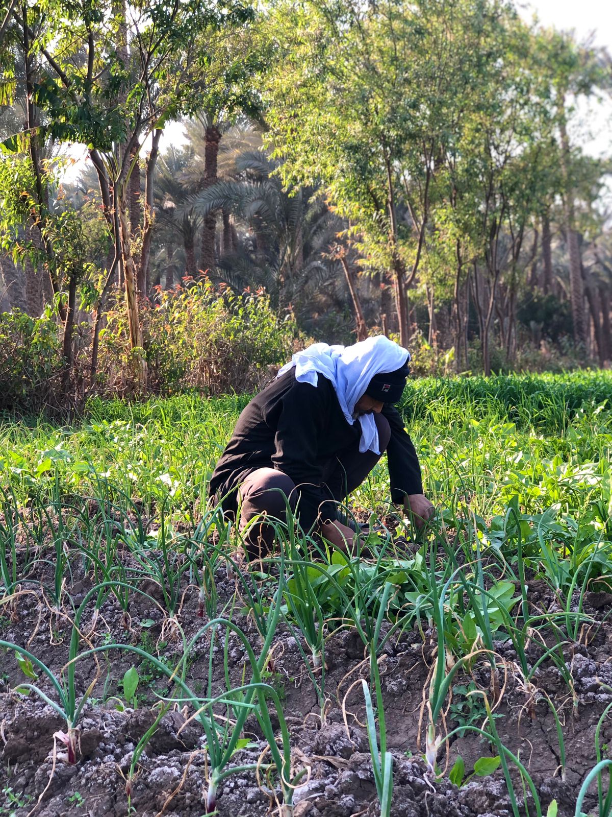 الأرض الزراعية في قرية أم خنان