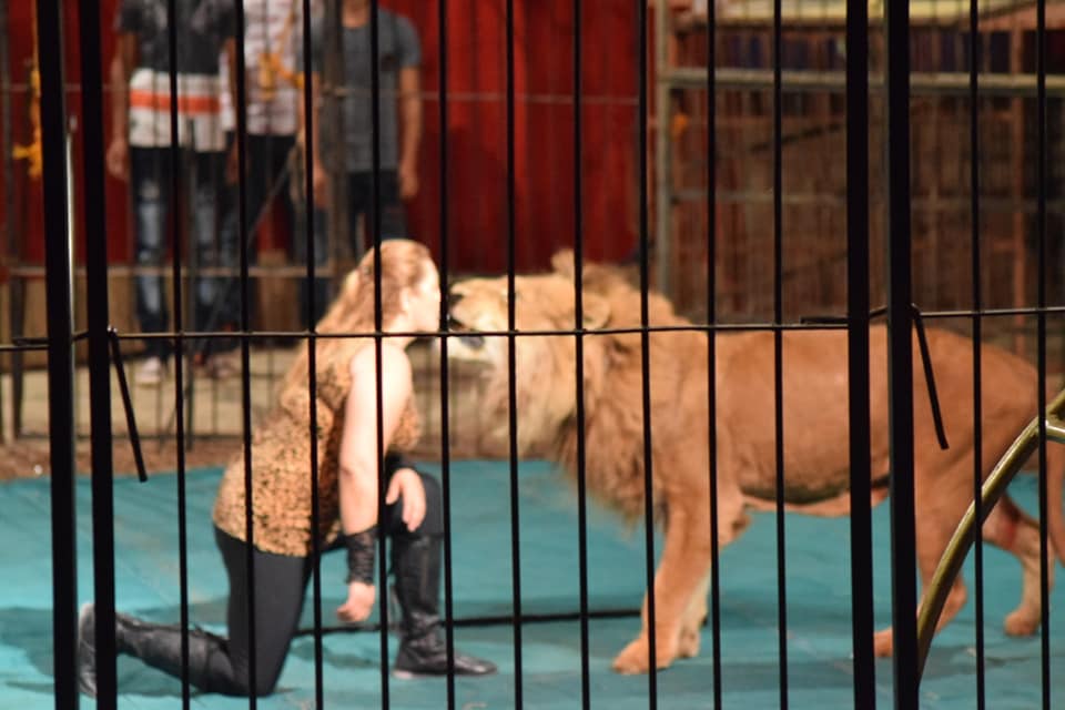 عروض السيرك القومي عروض السيرك القومي