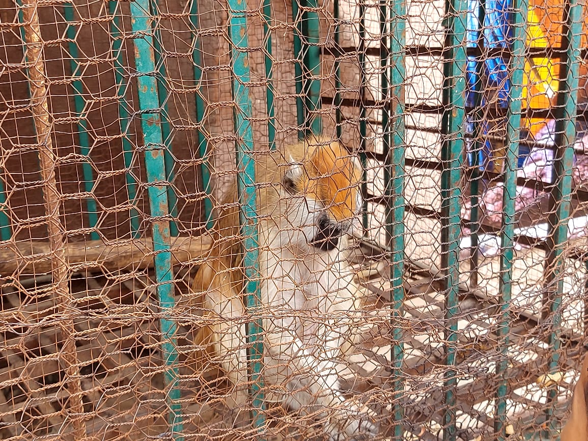 حديقة الحيوان حديقة الحيوان