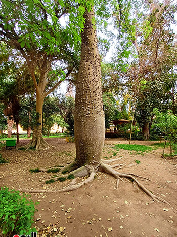 شجرة-الكروزيا شجرة-الكروزيا