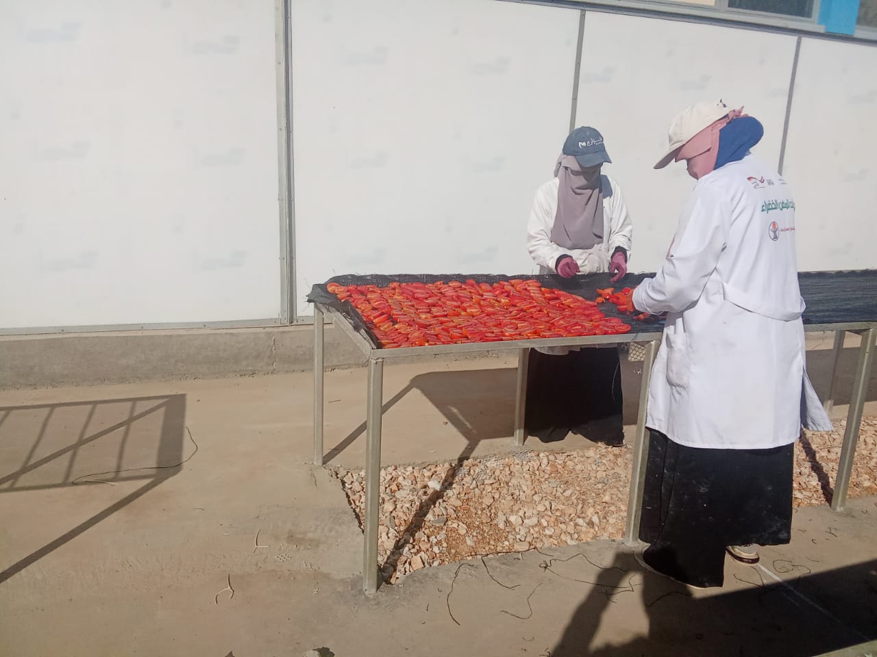 جانب من عمل الفتيات فى مراحل تجفيف الطماطم جانب من عمل الفتيات فى مراحل تجفيف الطماطم