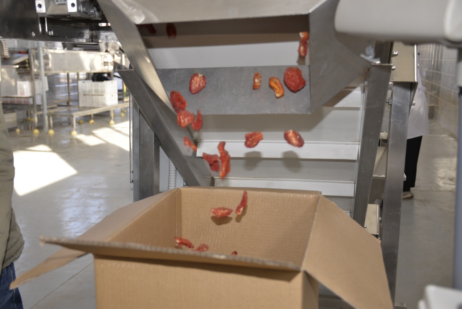 التجفيف بمجمع الصناعات الغذائية والتعبئة لتجفيف الطماطم بقرية الكيمان التجفيف بمجمع الصناعات الغذائية والتعبئة لتجفيف الطماطم بقرية الكيمان