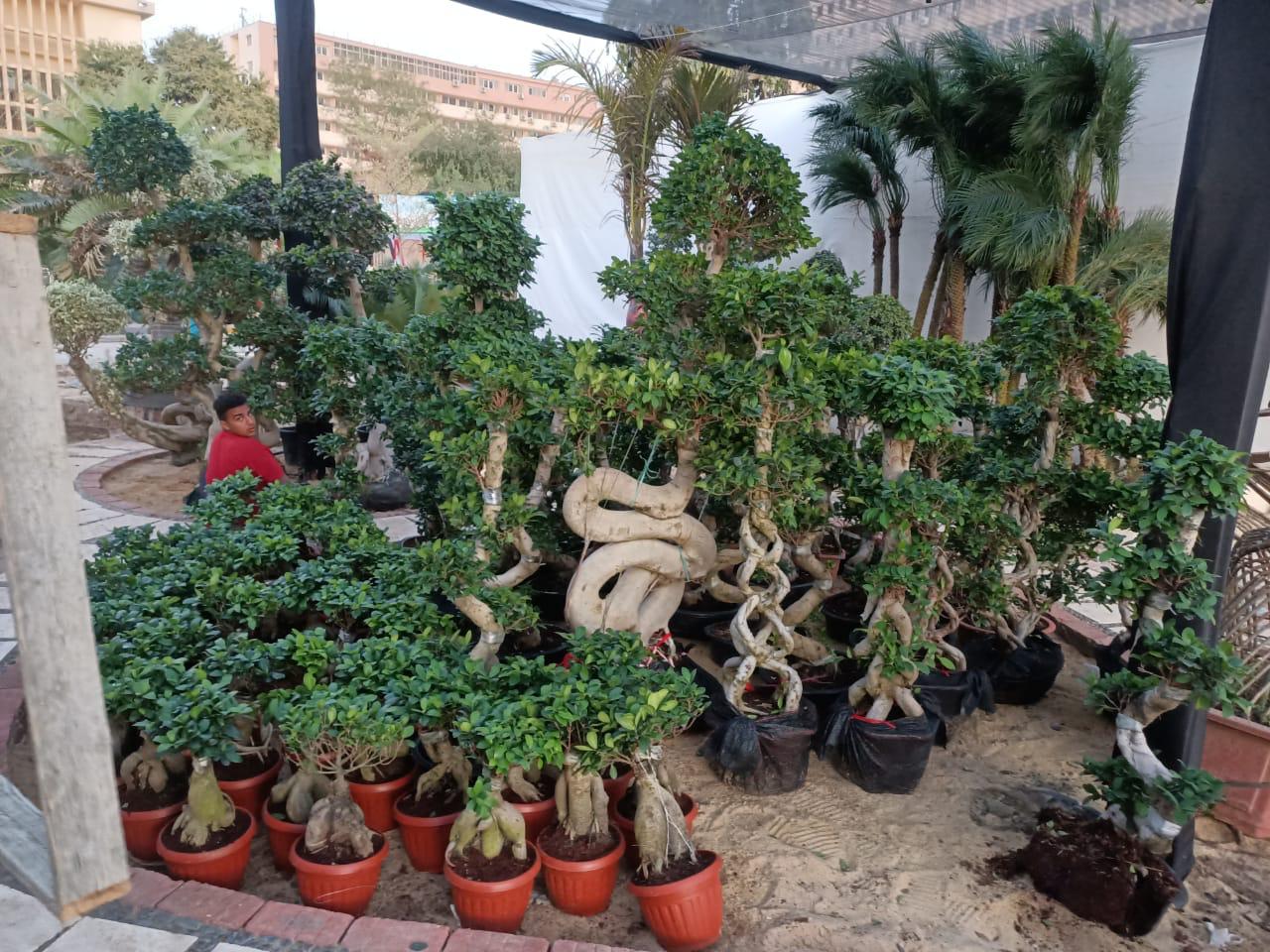 نباتات الزينة والزهور والأشجار