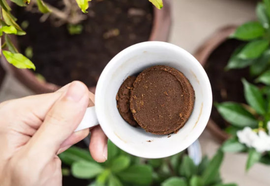 بقايا القهوة بقايا القهوة