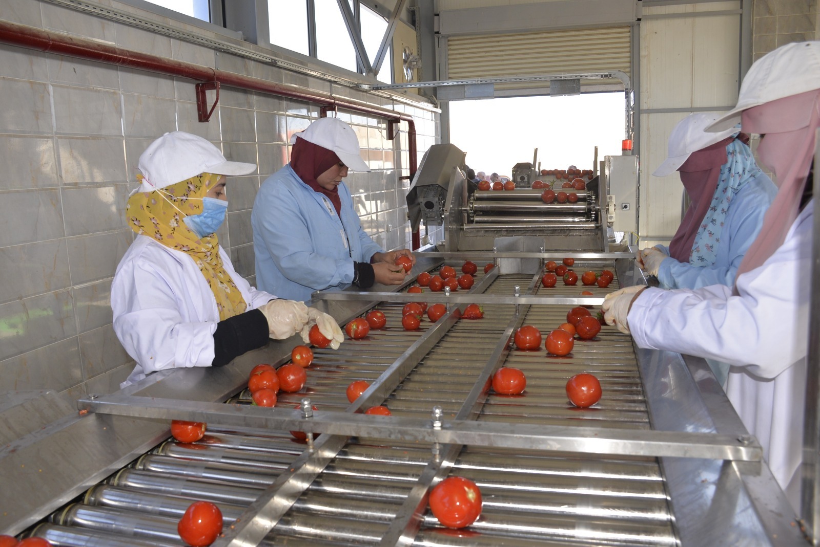 الطماطم بمجمع الصناعات الغذائية والتعبئة لتجفيف الطماطم بقرية الكيمان_1 الطماطم بمجمع الصناعات الغذائية والتعبئة لتجفيف الطماطم بقرية الكيمان_1