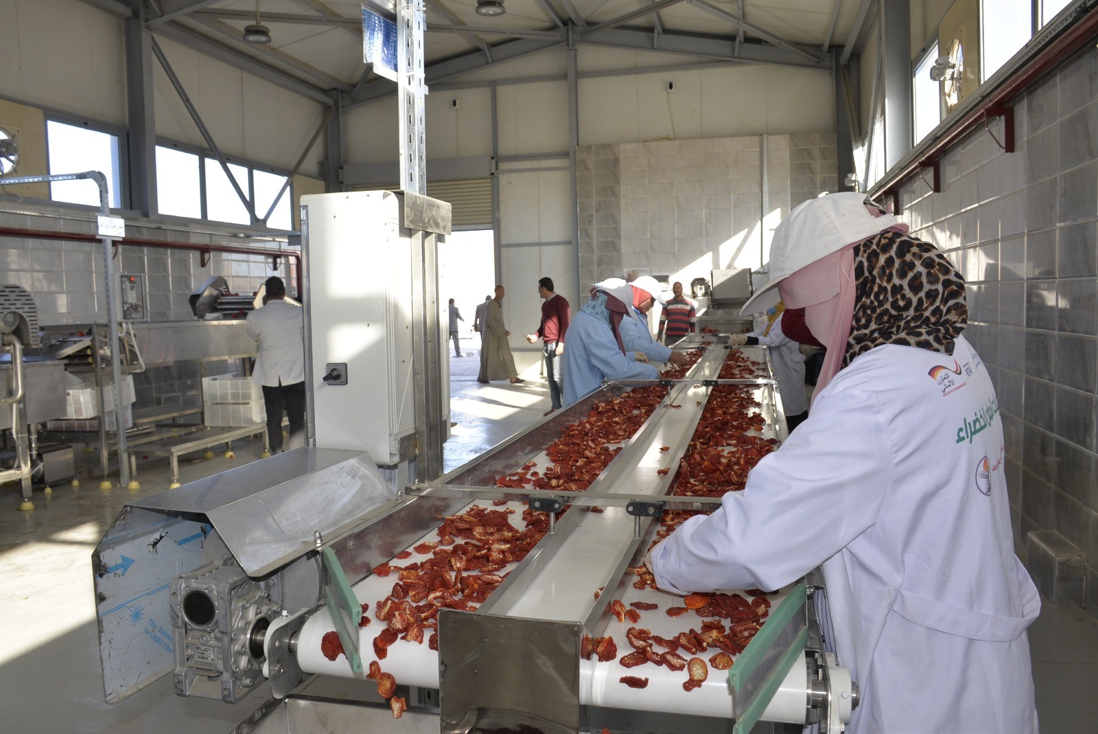 الفتيات بمجمع الصناعات الغذائية والتعبئة لتجفيف الطماطم بقرية الكيمان_2 الفتيات بمجمع الصناعات الغذائية والتعبئة لتجفيف الطماطم بقرية الكيمان_2