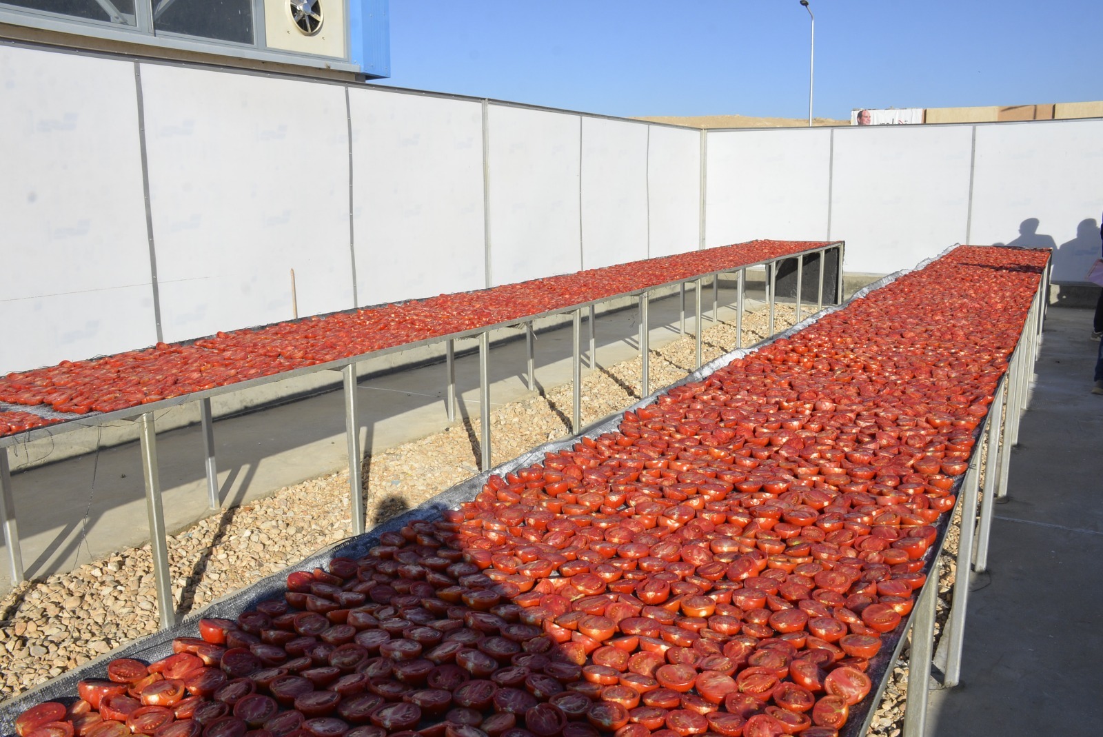 نشر الطماطم بمجمع الصناعات الغذائية والتعبئة لتجفيف الطماطم بقرية الكيمان نشر الطماطم بمجمع الصناعات الغذائية والتعبئة لتجفيف الطماطم بقرية الكيمان