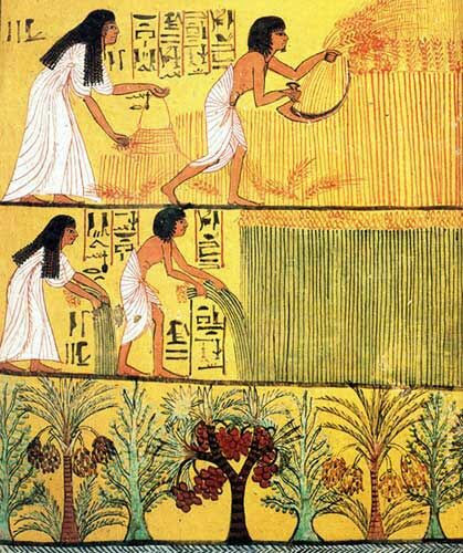 الحصاد