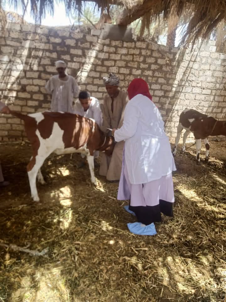جانب من التحصين بأسوان جانب من التحصين بأسوان