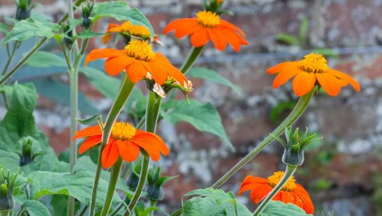 زهرة تيثونيا