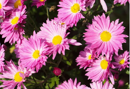 زهرة الاقحوان