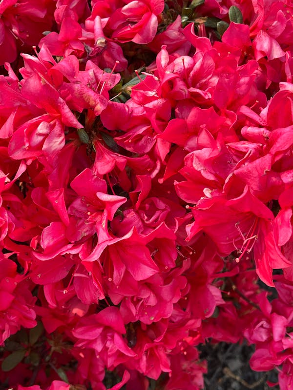 نبات الازالية