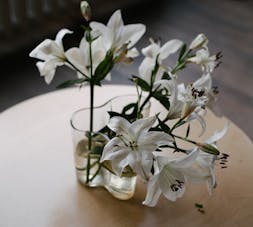 نبات الزنابق