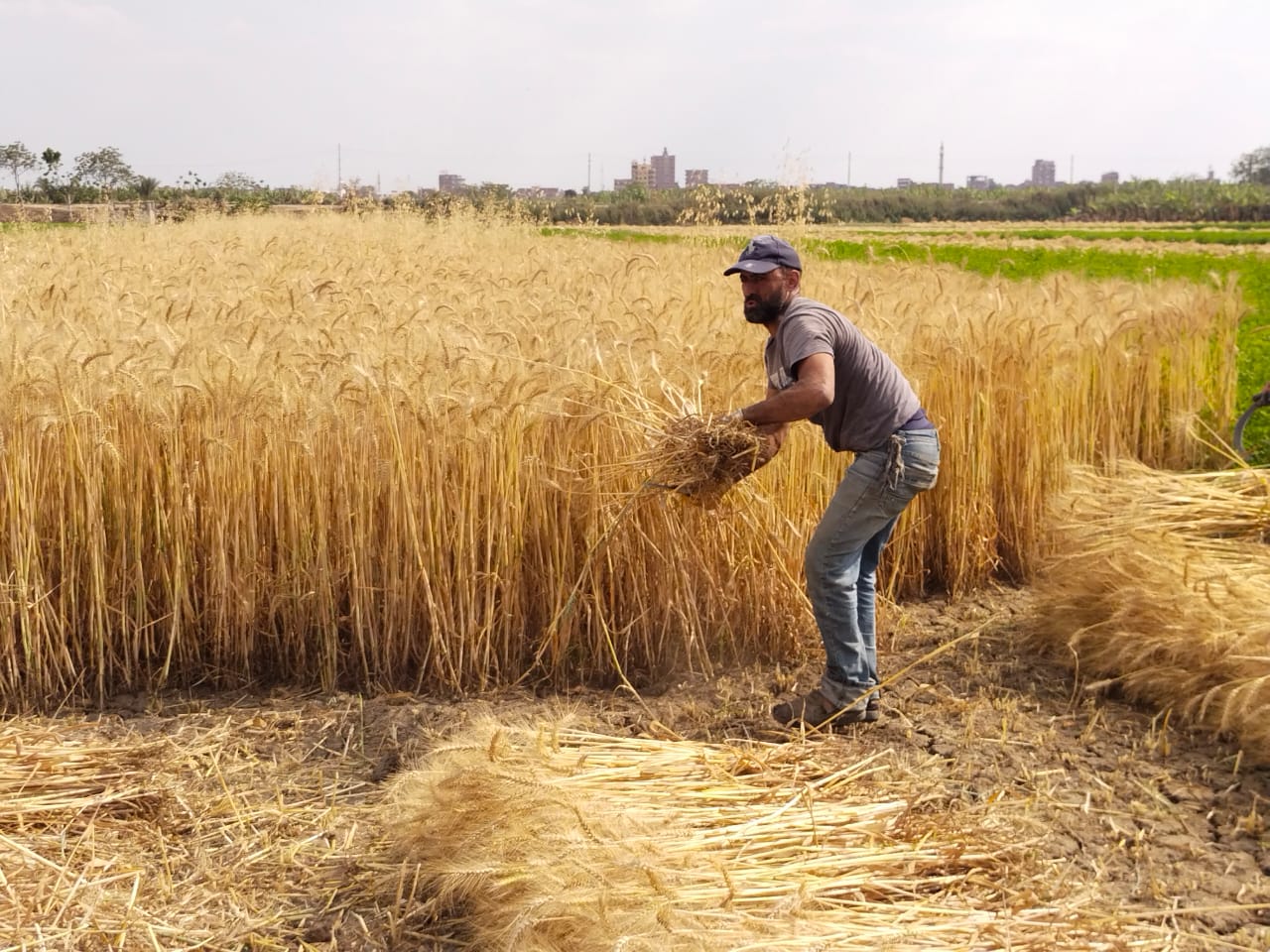 مشقة الحصاد مشقة الحصاد