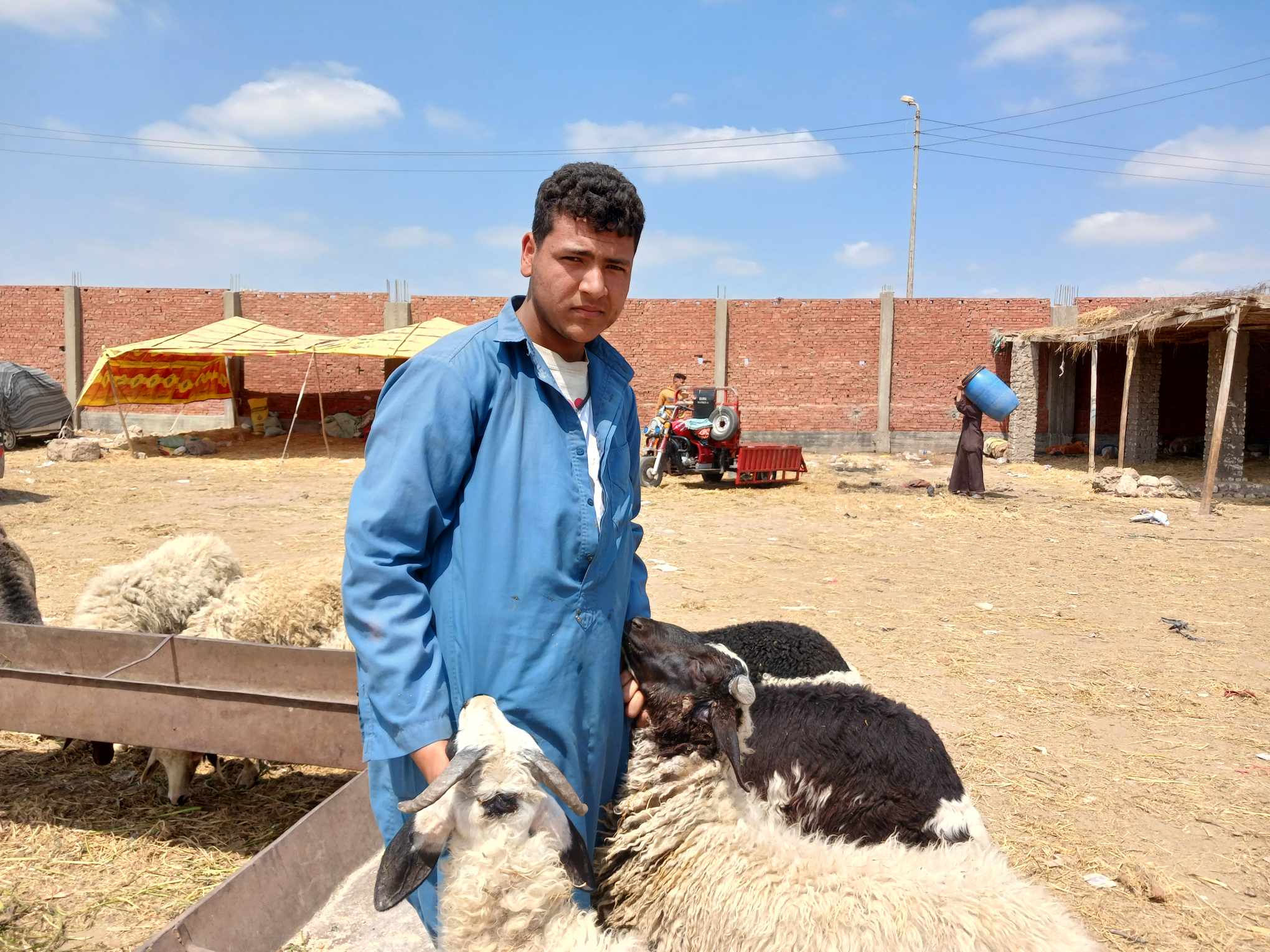 الكليو قايم فى الخراف ب 200 جنيه