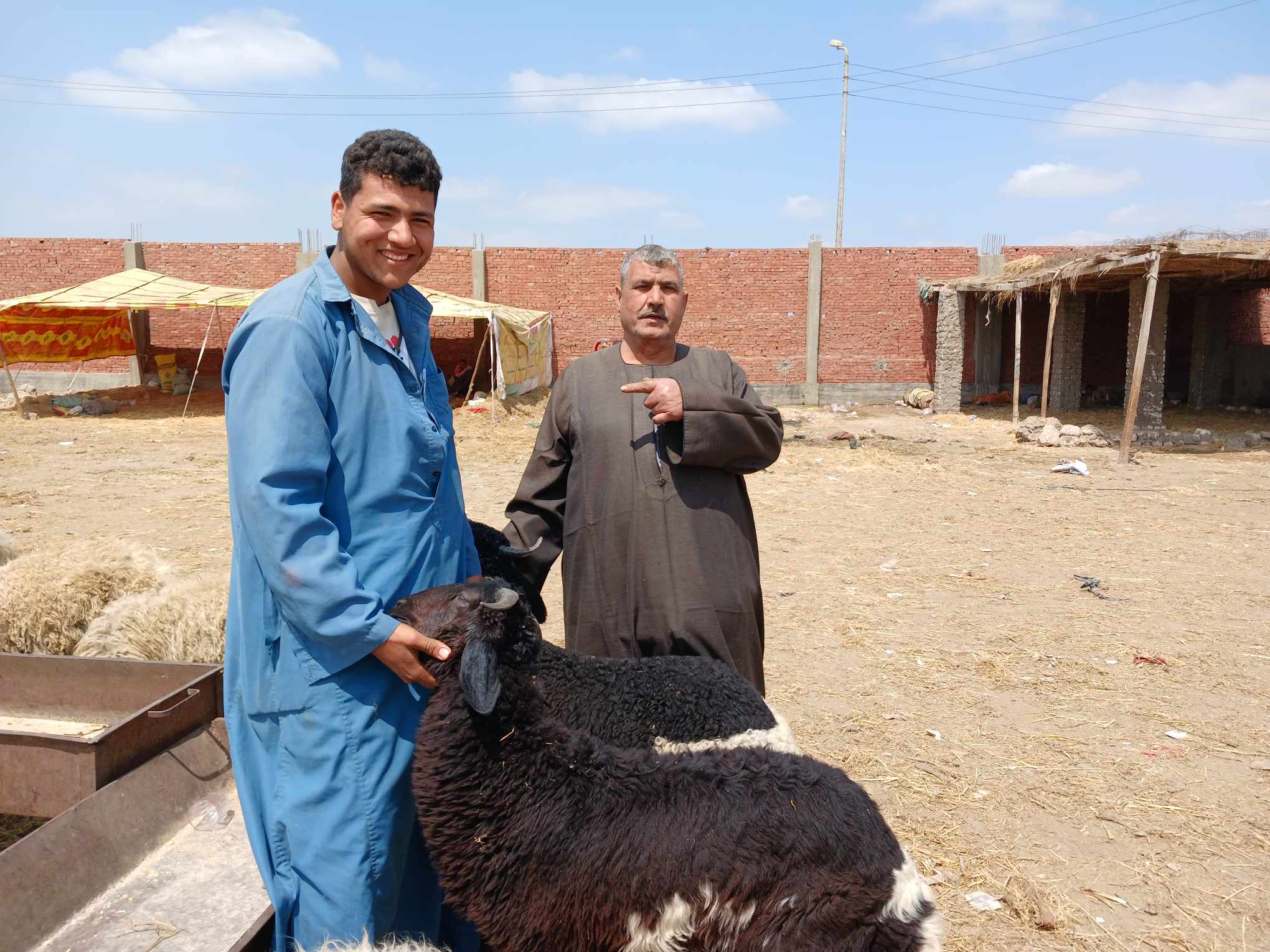 انتعاشة فى سوق المواشى بالشرقية