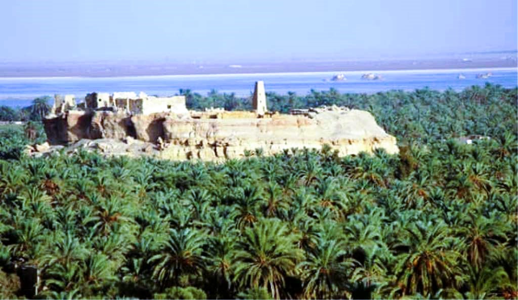 النخيل يغطئ واحة سيوة النخيل يغطئ واحة سيوة