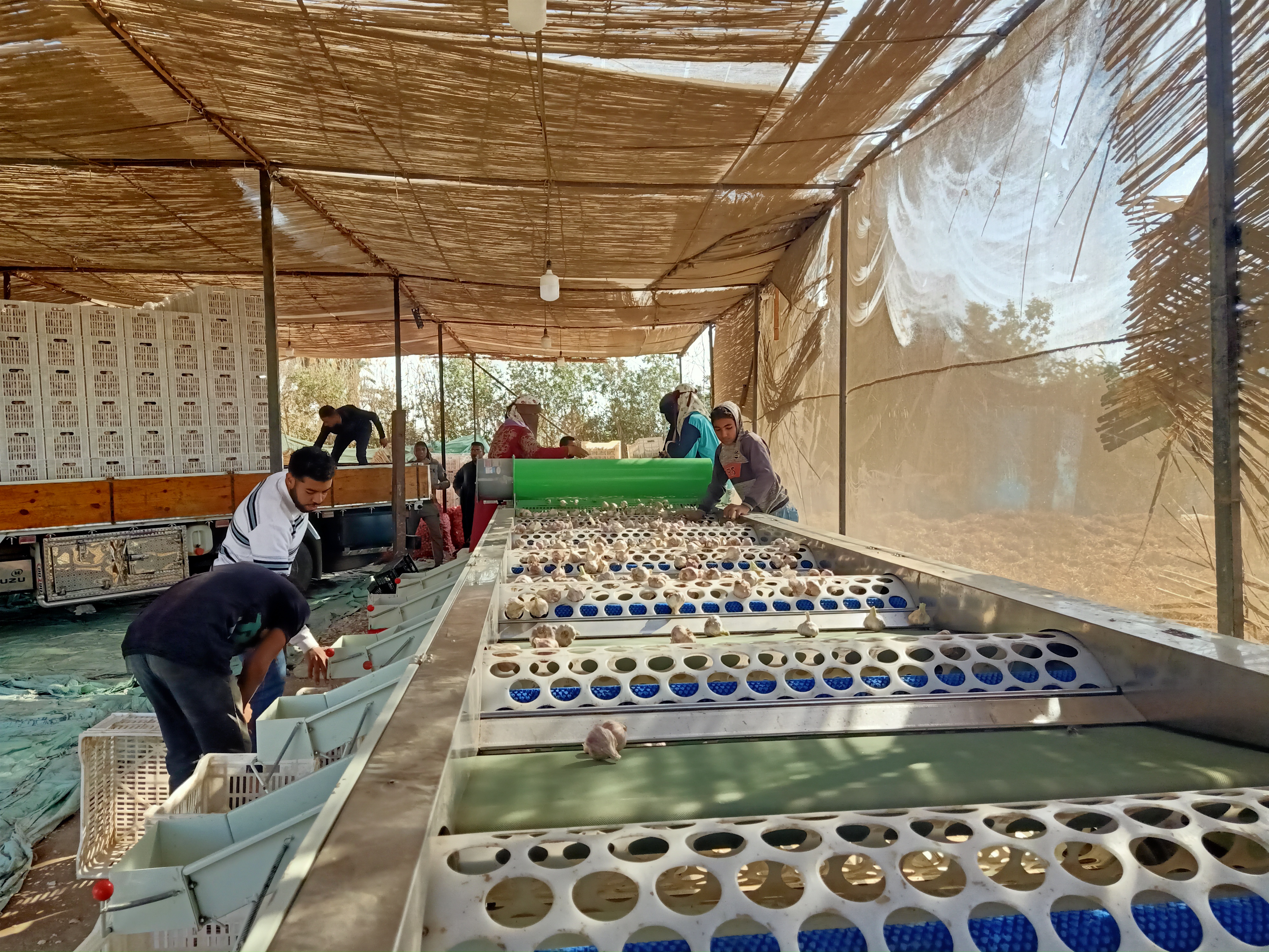 مرحلة فرز الثوم مرحلة فرز الثوم