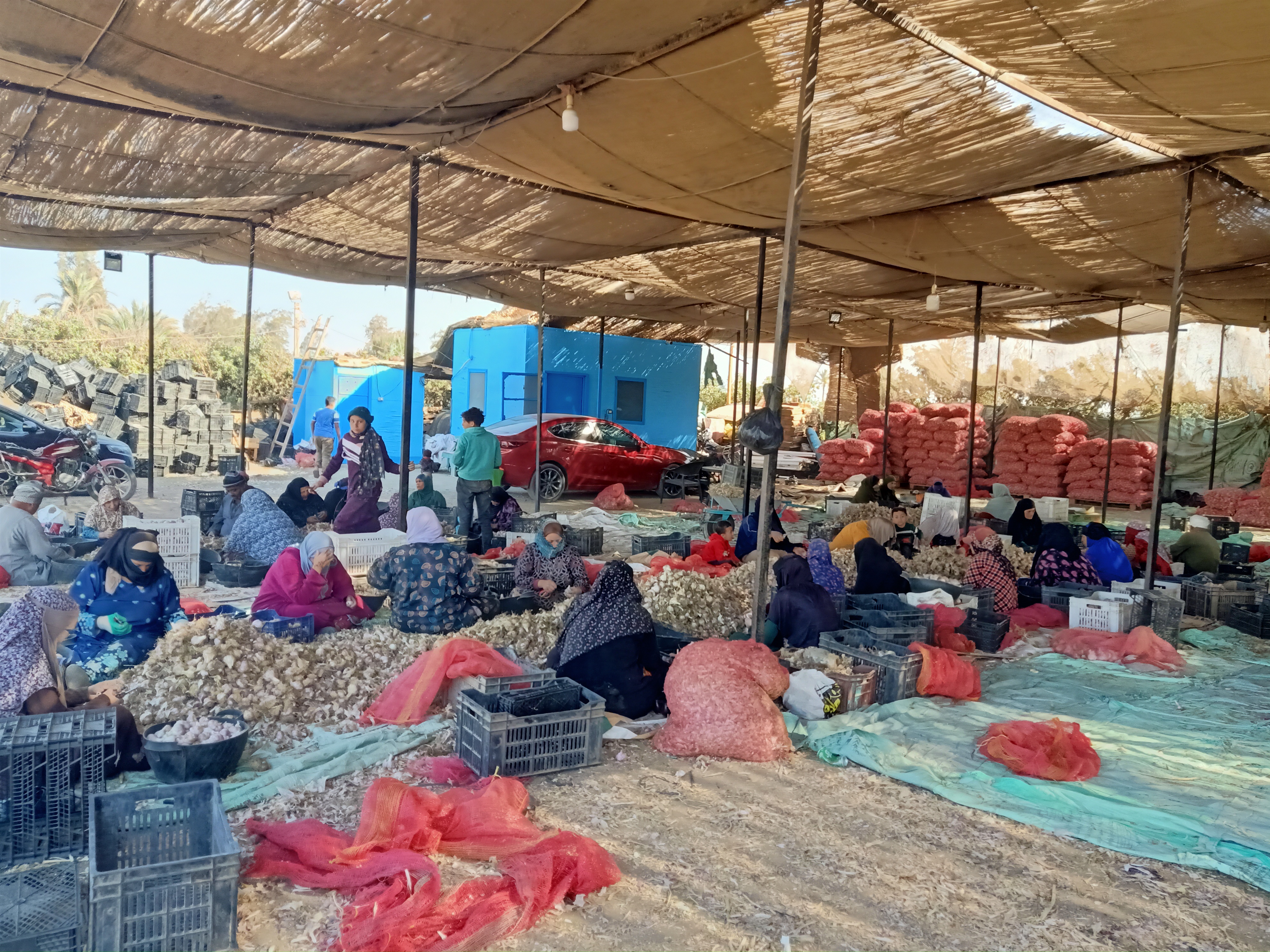 تقشير الثوم تقشير الثوم