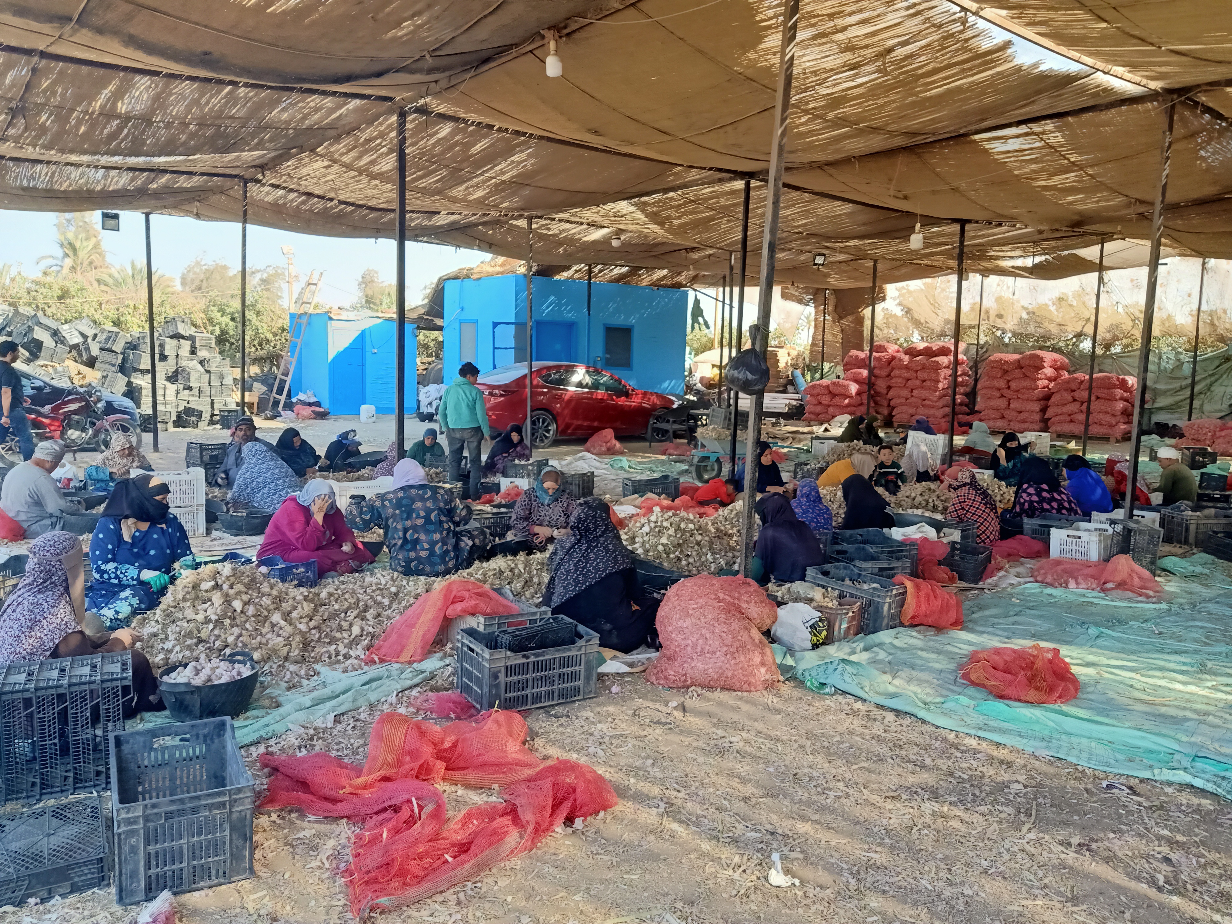 عمال تجهيز الثوم عمال تجهيز الثوم