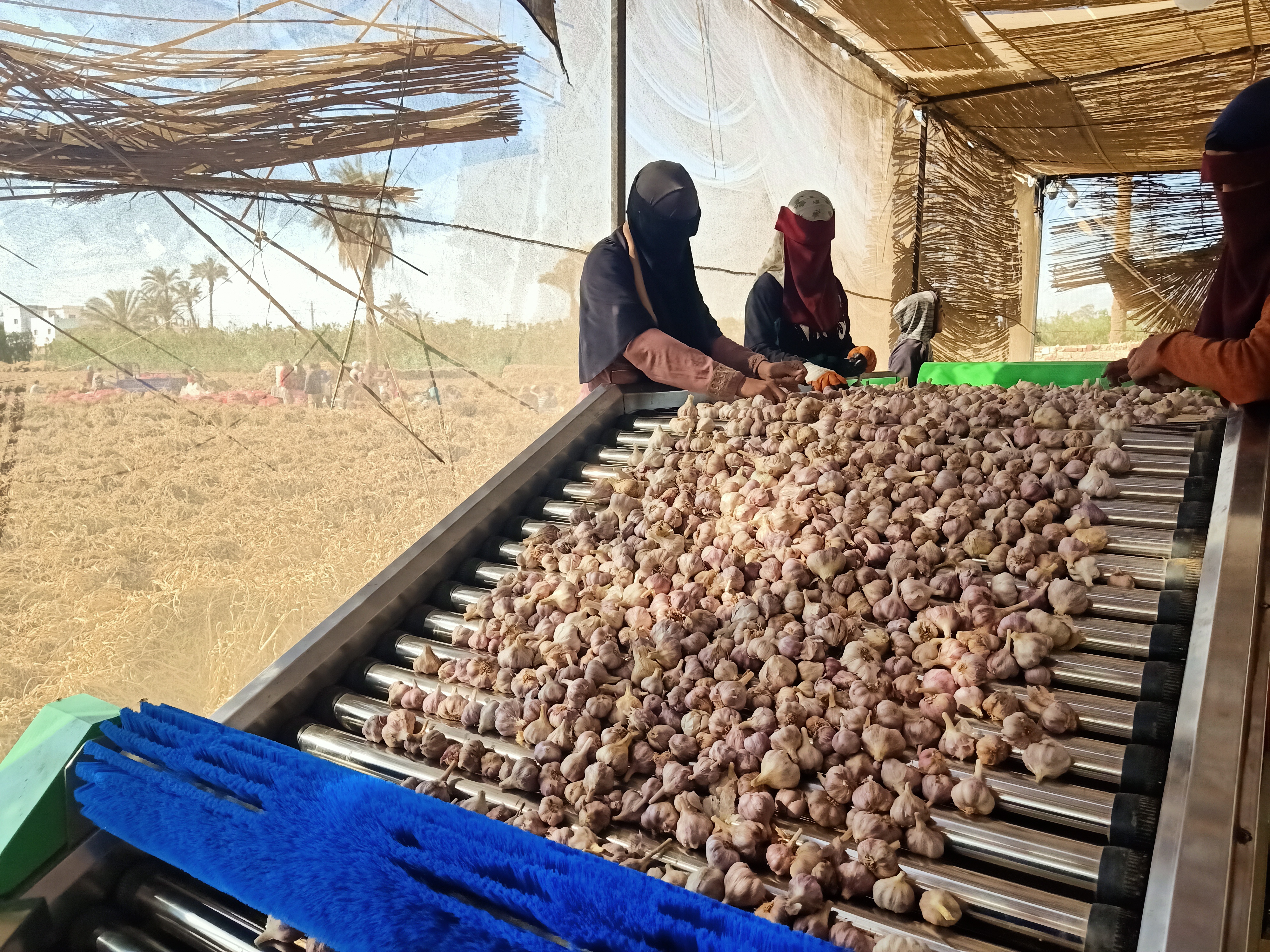 فرز الثوم ببنى سويف فرز الثوم ببنى سويف