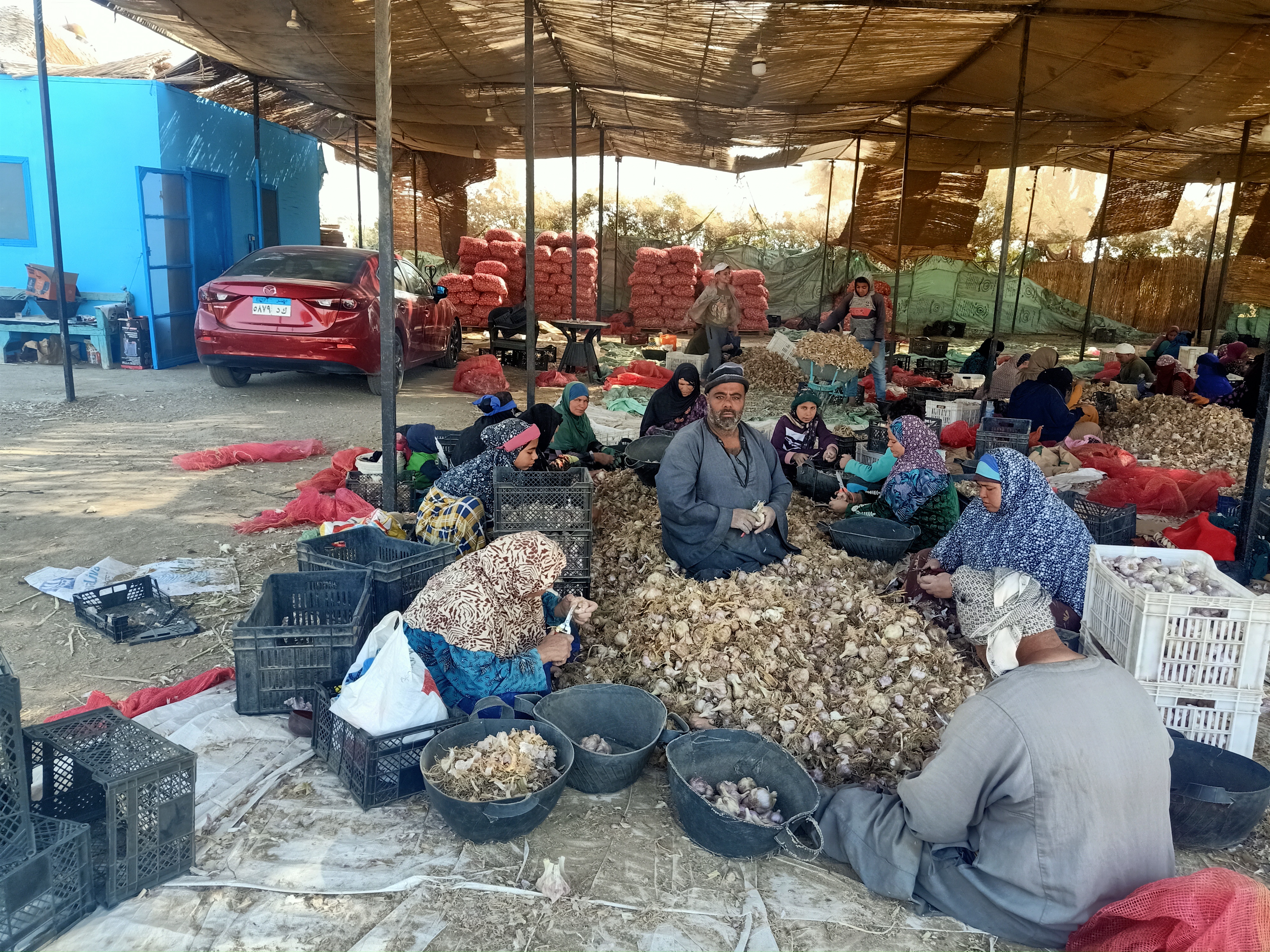 تجهيز وتقشير الثوم تجهيز وتقشير الثوم