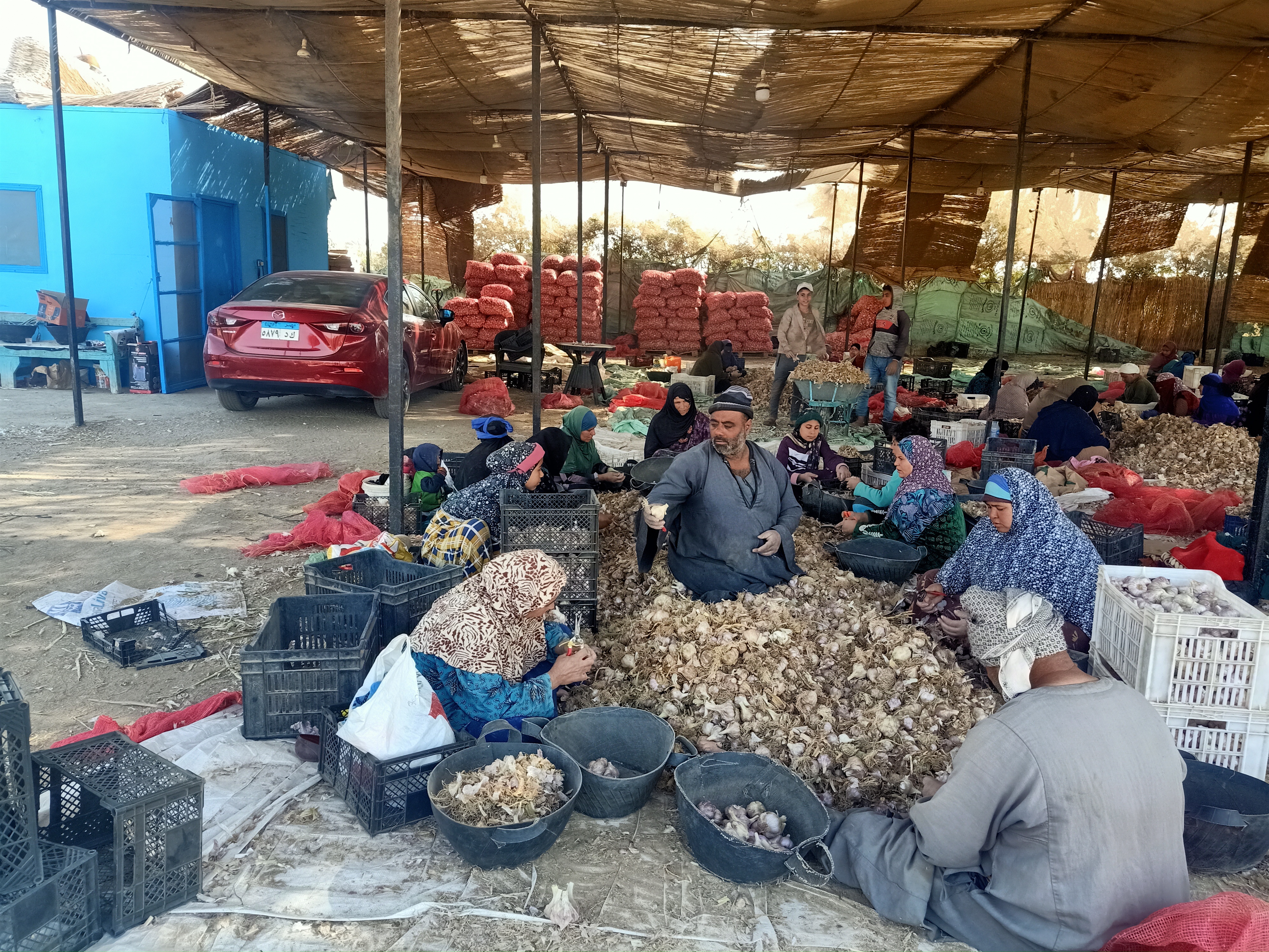 تقشير الثوم ببنى سويف تقشير الثوم ببنى سويف