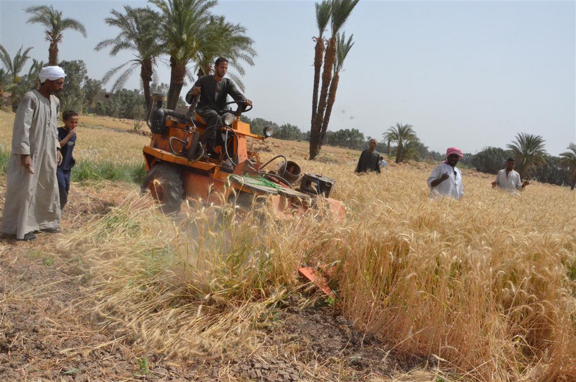 دراسة القمح فى مزارع الأقصر بالموسم الجديد