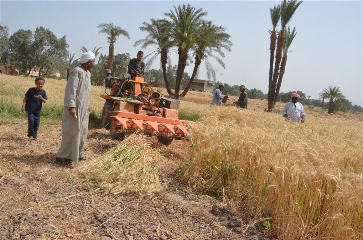 العمل فى حصاد ودراسة القمح بالأقصر
